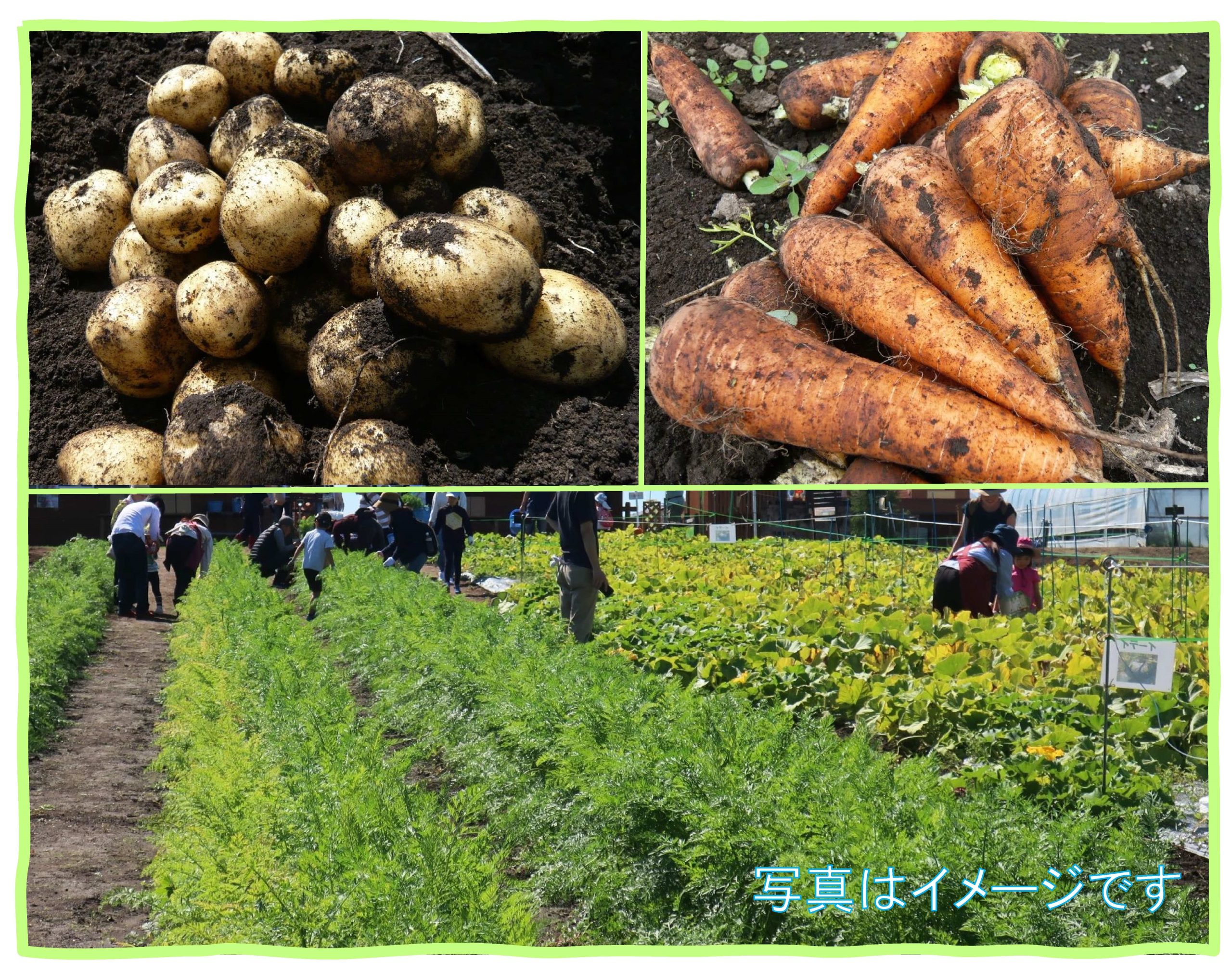 4種類の旬野菜を収穫しよう